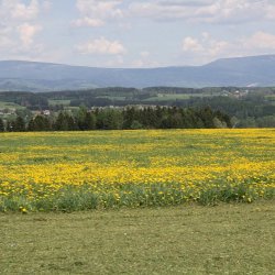 2012 Svojek mirek sobota